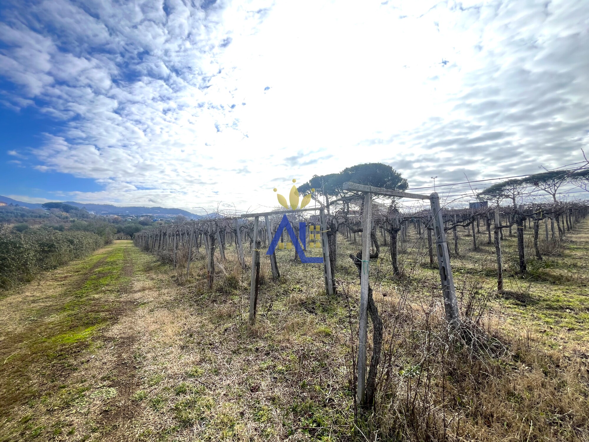 FRASCATI – VIA DI VERMICINO | TERRENO AGRICOLO CON VIGNETO DOC